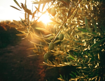 Approccio metabolomico per combattere la Xylella Fastidiosa